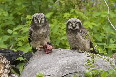 northern hawk owl 061306_MG_0462