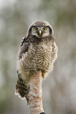 northern hawk owl 061506_MG_0540