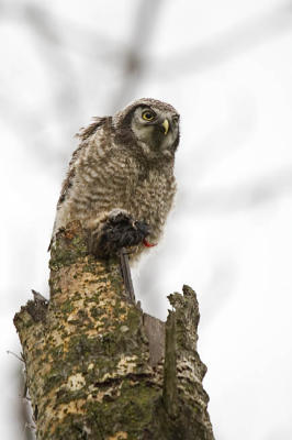 northern hawk owl 061506_MG_0571