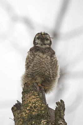 northern hawk owl 061506_MG_0605