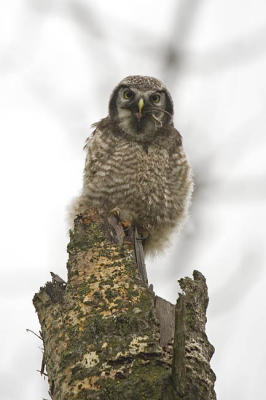 northern hawk owl 061506_MG_0610