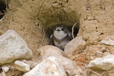 bank swallow 061806IMG_9878