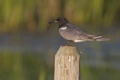 black tern 061806_MG_0702