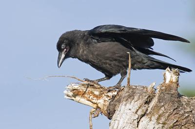 common raven 061806IMG_0013