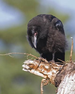 common raven 061806IMG_9950