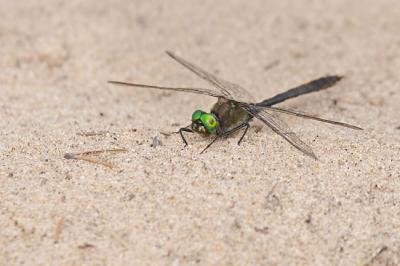 American emerald 061806_MG_0659