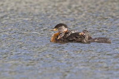 red-necked grebes 061906_MG_1069