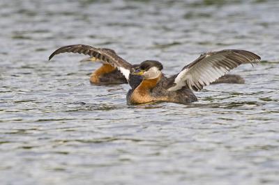 red-necked grebe 061906_MG_1112