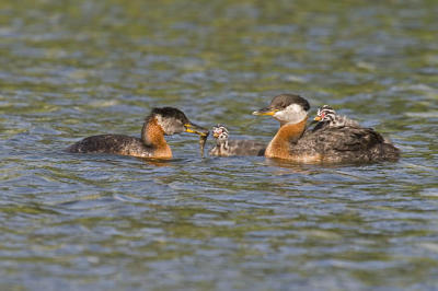 red-necked grebes 061906_MG_1220