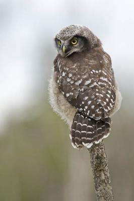 northern hawk owl 061806_MG_0097