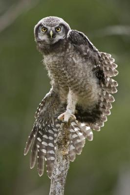 northern hawk owl 061806_MG_0121
