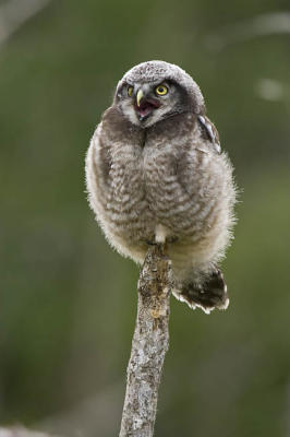 northern hawk owl 061806_MG_0177