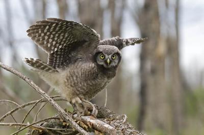 northern hawk owl 061806_MG_0259