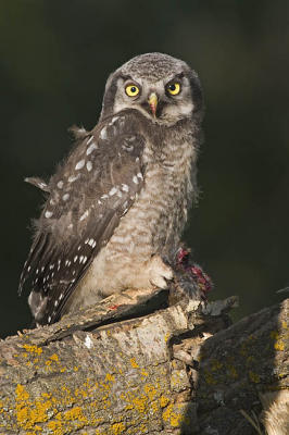 northern hawk owl 062006IMG_0175