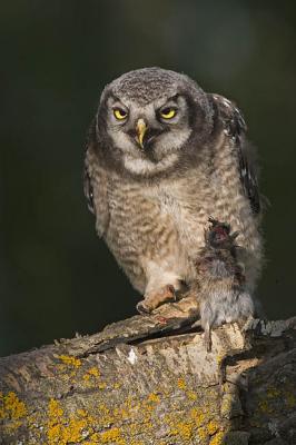 northern hawk owl 062006IMG_0218