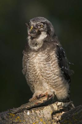 northern hawk owl 062006IMG_0238