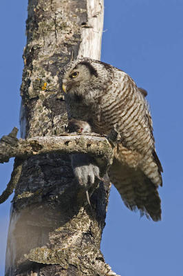 northern hawk owl 062006IMG_0260
