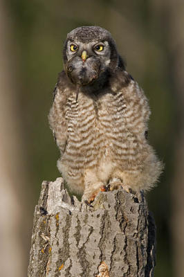 northern hawk owl 062006IMG_0343