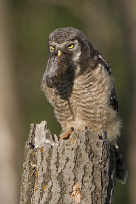 northern hawk owl 062006IMG_0350