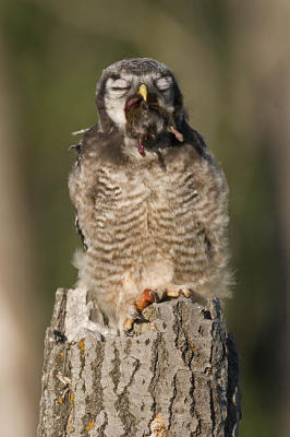 northern hawk owl 062006IMG_0419