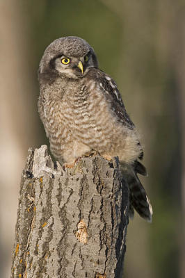 northern hawk owl 062006IMG_0436