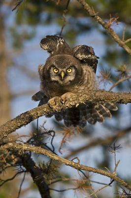 northern hawk owl 062406_MG_0011