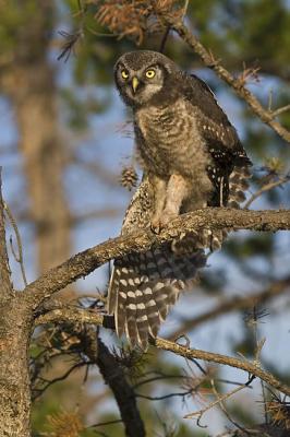 northern hawk owl 062406_MG_0016