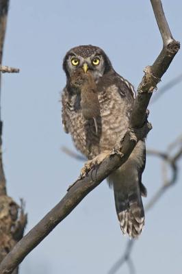 northern hawk owl 062406_MG_0110