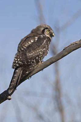 northern hawk owl 062406_MG_0117
