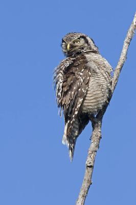 northern hawk owl 062406IMG_0576