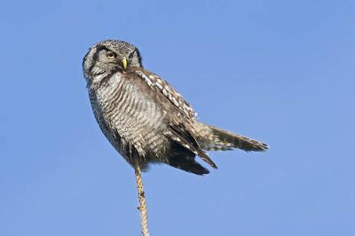 northern hawk owl 062406IMG_0634