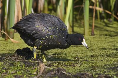 american coot 062406IMG_0673
