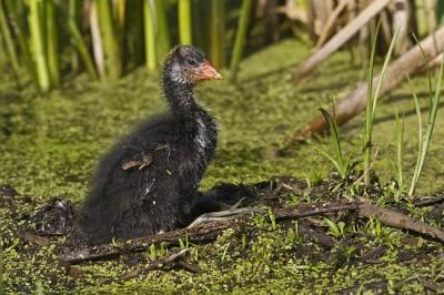 american coot 062406IMG_0692