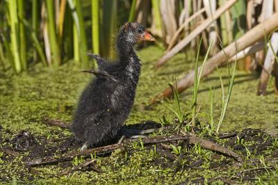 american coot 062406IMG_0704