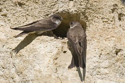 bankswallow 062406IMG_0745
