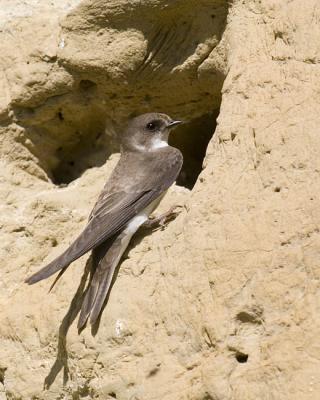 bankswallow 062406IMG_0752