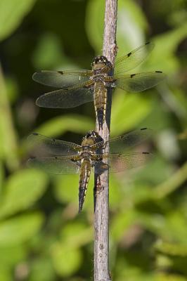 four-spotted skimmers 062106_MG_0473