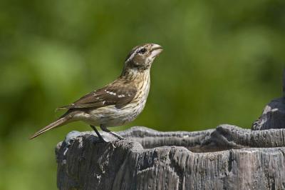 rose-breasted grosbeak 062406_MG_0135