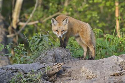 red fox 062406_MG_0296