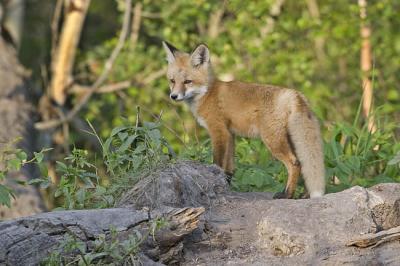 red fox 062406_MG_0324
