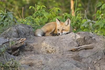 red fox 062406_MG_0361