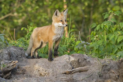 red fox 062406_MG_0375