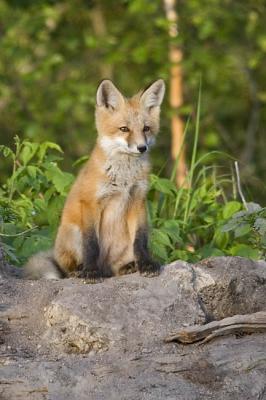 red fox 062406_MG_0380