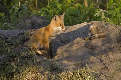 red fox 062406_MG_0419