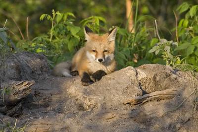 red fox 062406_MG_0428
