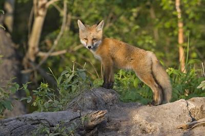 red fox 062406_MG_0436