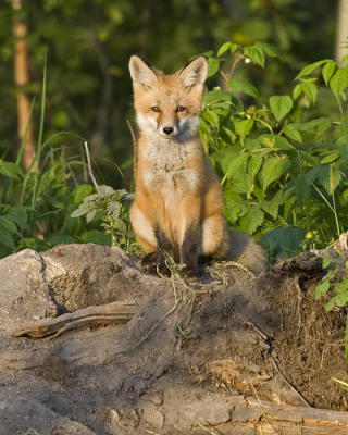red fox 062406_MG_0457
