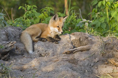 red fox 062406_MG_0513
