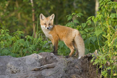red fox 062406_MG_0536