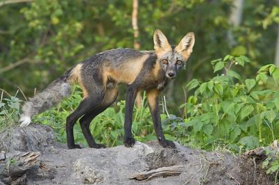 red fox 062406_MG_0547